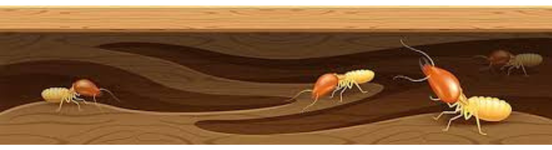 Cupins Infestação 24 HORAS